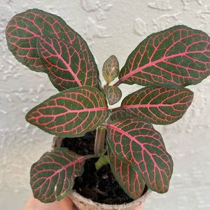 Fittonia  stunning Nerve